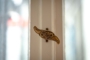 "Stuck-Altbauperle mit Balkon und Aufzug im Wilmersdorfer Günzelkiez, unsaniert" - Detail